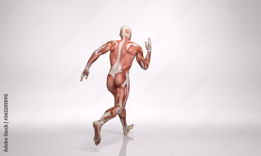 3D Rendering : a running male character with muscle tissues display 3D Rendering : a running male character with muscle tissues display
