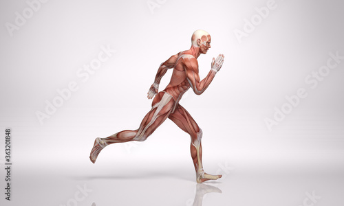 3D Rendering : a running male character with muscle tissues display © Tritons