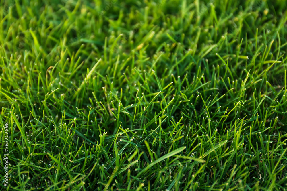 Green lawn with fresh grass as background Green lawn with fresh grass as background