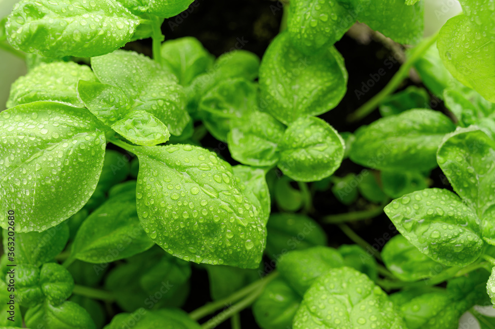 Close-up of fresh green basil in a pot. Home gardening, eco food. Top view, copy space. Close-up of fresh green basil in a pot. Home gardening, eco food. Top view, copy space.