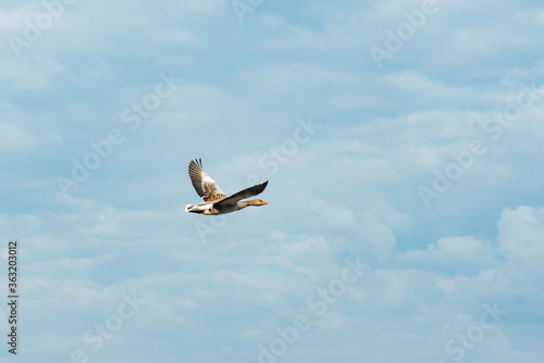 Flight of wild geese in the natural environment.