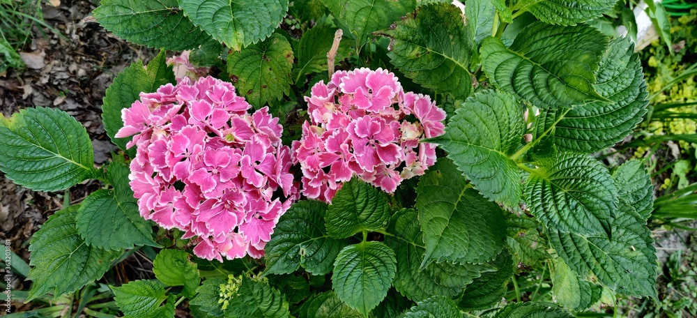 hydrangeas garden pink green petals leaves happy bright hydrangeas garden pink green petals leaves happy bright