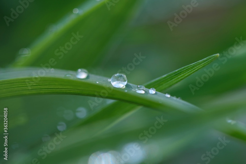 Dew drops on a blade of green grass. Selective focus