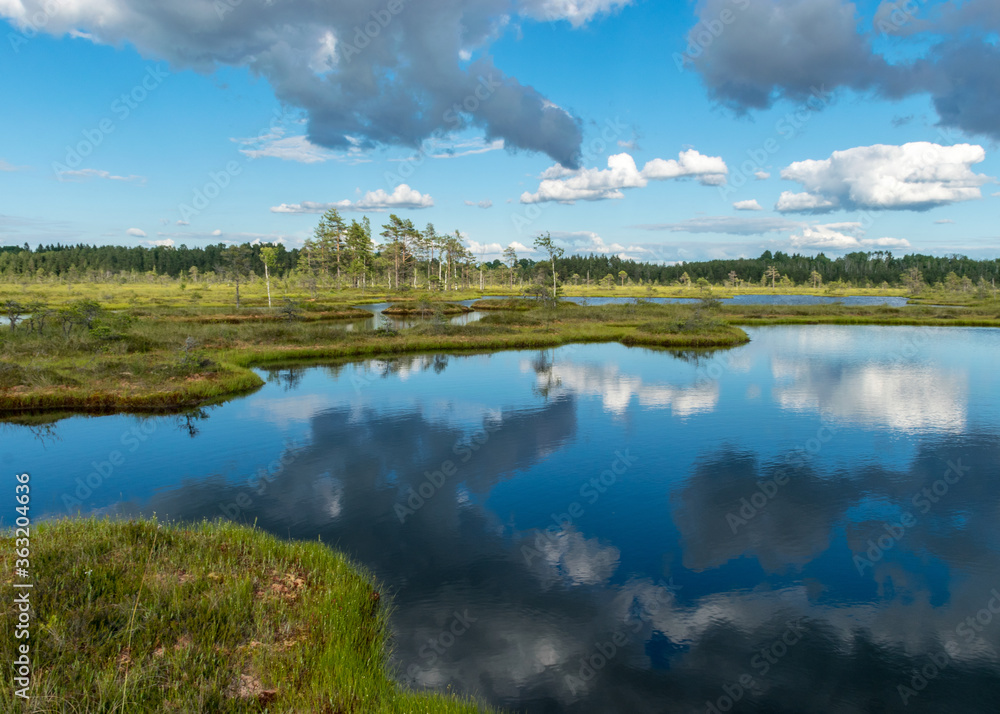 Fototapeta premium summer landscape from the swamp, white cumulus clouds reflect in the dark swamp water. Bright green bog grass and small bog pines on the shore of the lake. Nigula bog, Estonia.