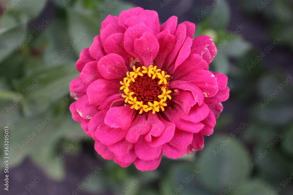 pink dahlia flower pink dahlia flower