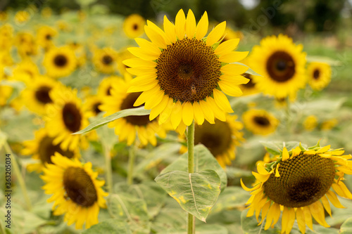 Realistic beautiful yellow sunflower plant landscape in the farm garden field with blue sky with cloudy day, close up shot, outdoor lifestyles.