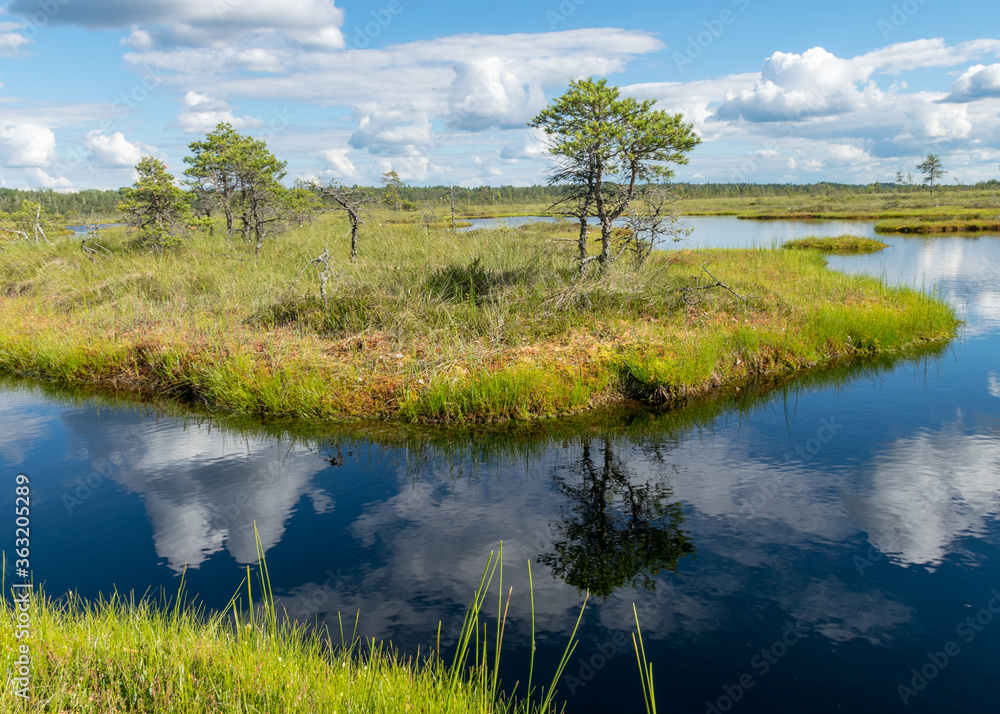 Obraz premium summer landscape from the swamp, white cumulus clouds reflect in the dark swamp water. Bright green bog grass and small bog pines on the shore of the lake. Nigula bog, Estonia.