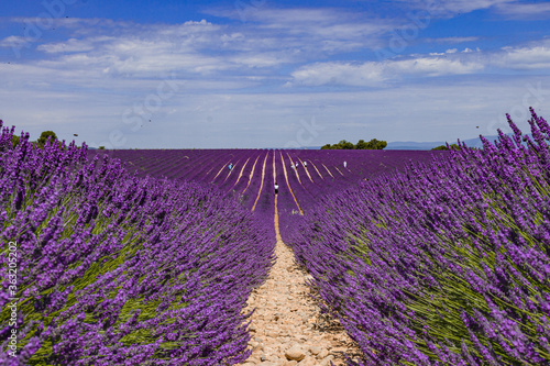 Lavender flower fields. Provence, France
Purple nature