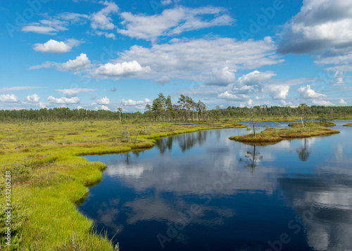 Fototapeta Naklejka Na Ścianę i Meble -  summer landscape from the swamp, white cumulus clouds reflect in the dark swamp water. Bright green bog grass and small bog pines on the shore of the lake. Nigula bog, Estonia.