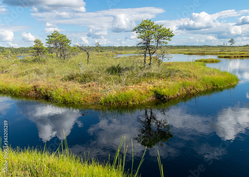 summer landscape from the swamp, white cumulus clouds reflect in the dark swamp water. Bright green bog grass and small bog pines on the shore of the lake. Nigula bog, Estonia.