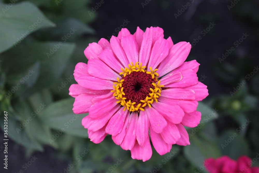 Obraz premium pink dahlia flower