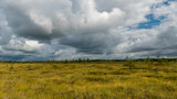 traditional landscape from a swamp, white cumulus clouds. Bright green bog grass and small bog pines. Nigula bog, Estonia