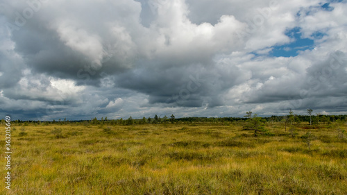 traditional landscape from a swamp  white cumulus clouds. Bright green bog grass and small bog pines. Nigula bog  Estonia