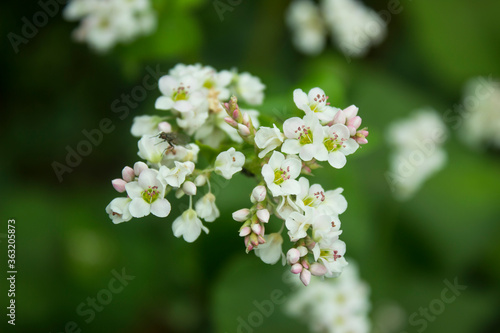 Buckwheat flower. Blossoming buckwheat steam on a green leaves background. Growing own healthy food. Closeup, selective focus