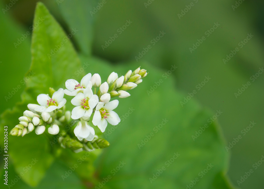 Buckwheat flower. Blossoming buckwheat steam on a green leaves background. Growing own healthy food. Closeup, selective focus Buckwheat flower. Blossoming buckwheat steam on a green leaves background. Growing own healthy food. Closeup, selective focus