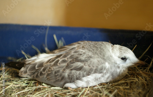 gray-winged gull chick.