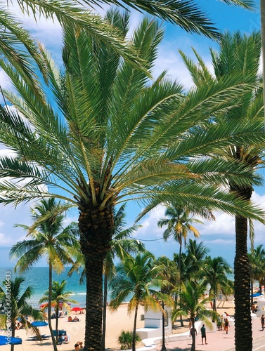 Palm Trees