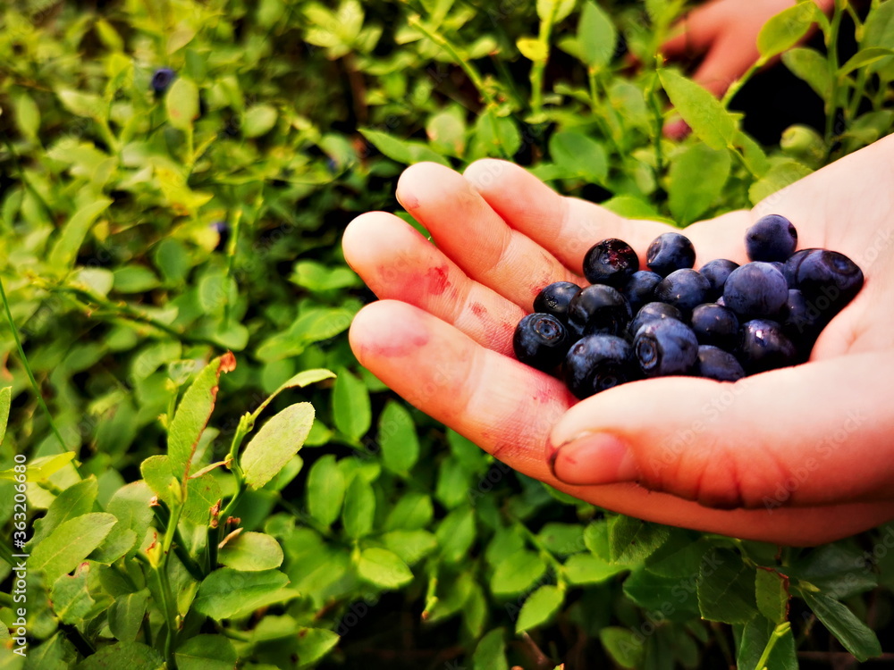 Blueberry (Vaccinium myrtillus). Blueberry fruit on hand. Blueberry (Vaccinium myrtillus). Blueberry fruit on hand.