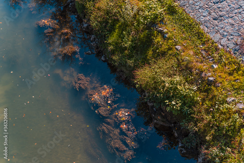 Autumn shore duckweed river on autumn sunny day © bennian_1