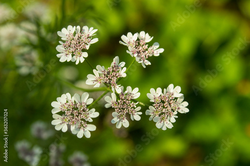 Flowering coriander plant (Coriandrum sativum, Chinese parsley) with white pink flowers. Cilantro small flowers blooming in the herb garden. Closeup, selective focus, herbal background.