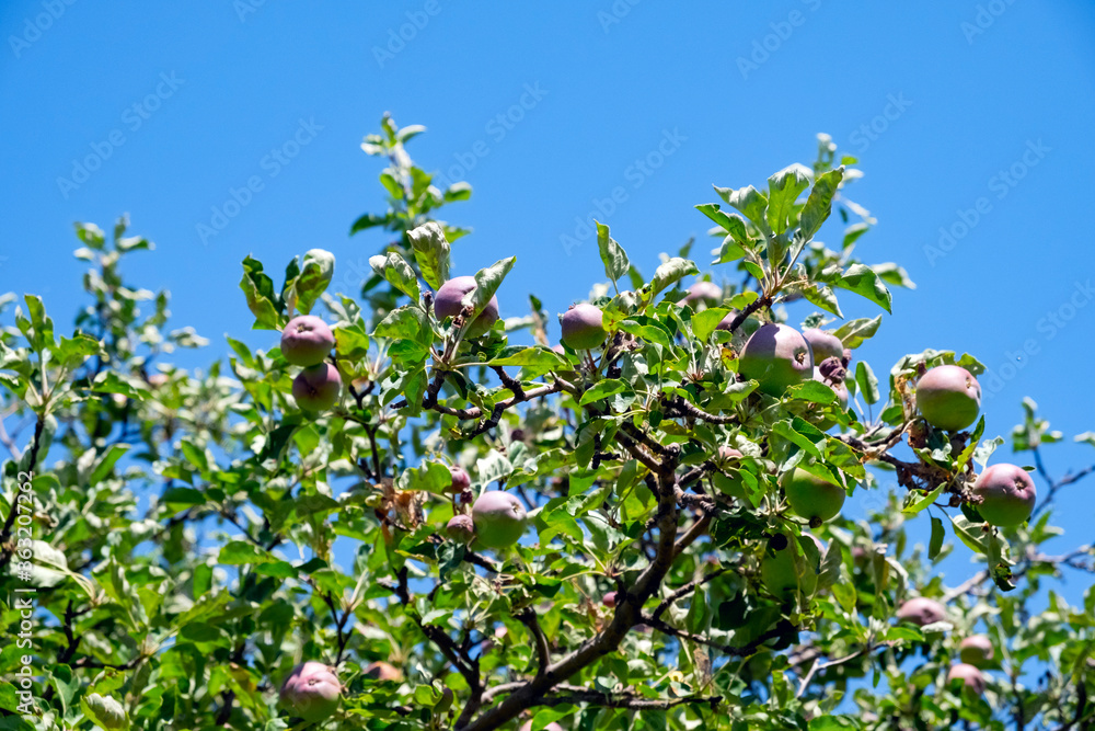 Green apple tree on blue sky background. Spring farm field scene. Summer spring natural landscape. Fresh fruit. Green apple tree on blue sky background. Spring farm field scene. Summer spring natural landscape. Fresh fruit.