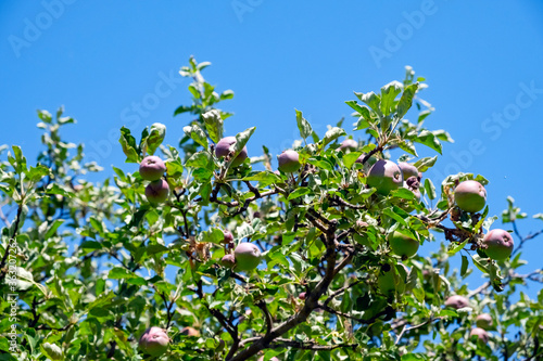 Green apple tree on blue sky background. Spring farm field scene. Summer spring natural landscape. Fresh fruit.