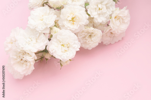 Sprigs of roses white on pink background, copy space. Minimal style flat lay. For greeting card, invitation. March 8, February 14, birthday, Valentine's, Mother's, Women's day concept. © Alena