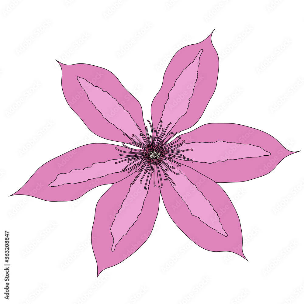 Naklejka premium Beautiful clematis flower on white background. Vector Illustration