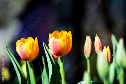 Two sunlit yellow-red tulip with green leaves and closed tulips buds on a dark background.