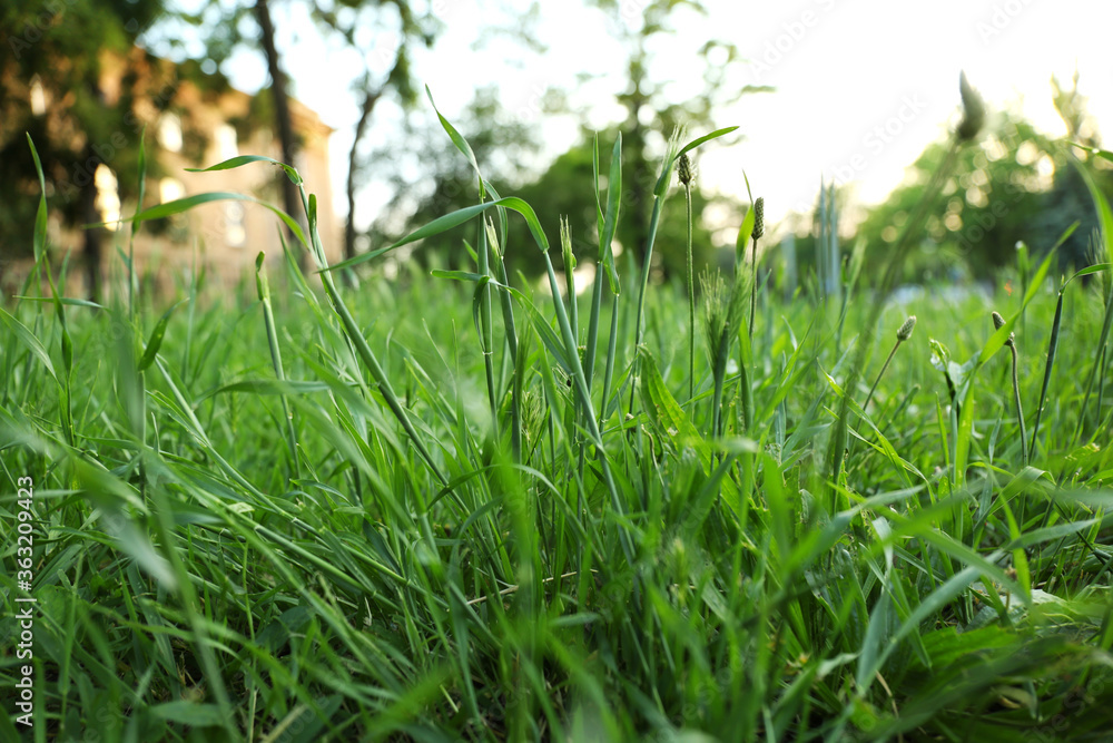 Lush green grass in park  on sunny day