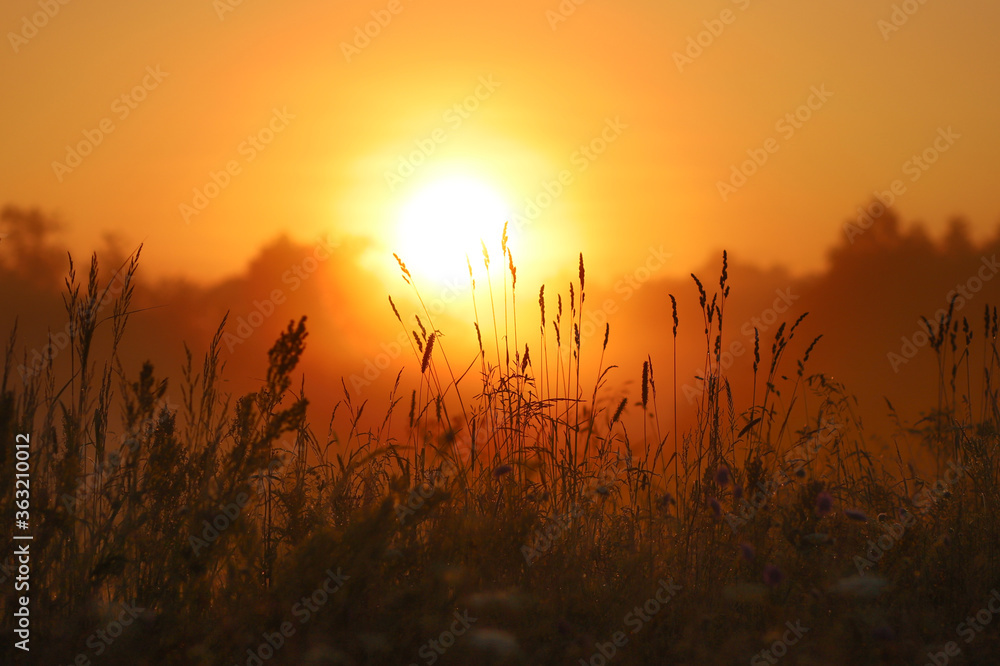 Golden sunrise over grass, selective focus in the foreground, background blurred.