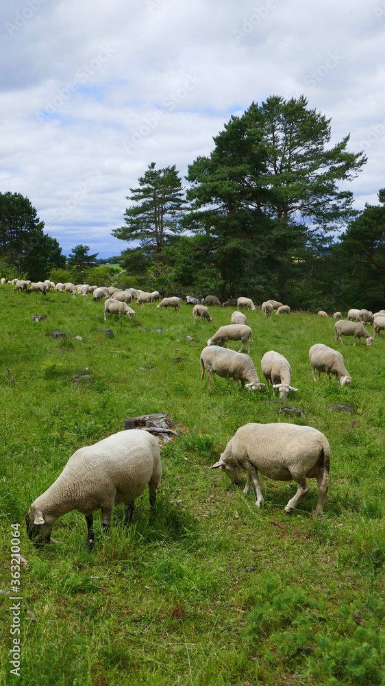 in einer Wachholderheide weidende Schafe in einer Wachholderheide weidende Schafe