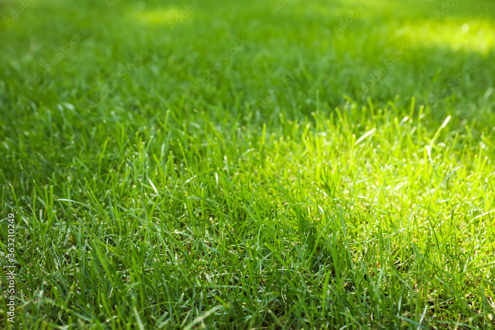 Fresh green grass outdoors on sunny day, closeup Fresh green grass outdoors on sunny day, closeup