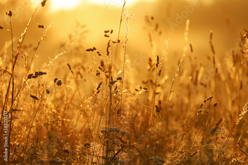 Golden sunrise over tall grass  selective focus in the foreground  blurred background.