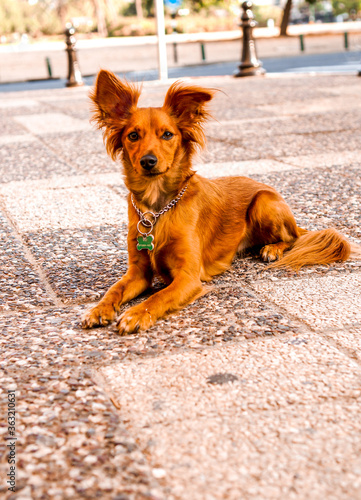 little redhead cute dog on the street © 279photo