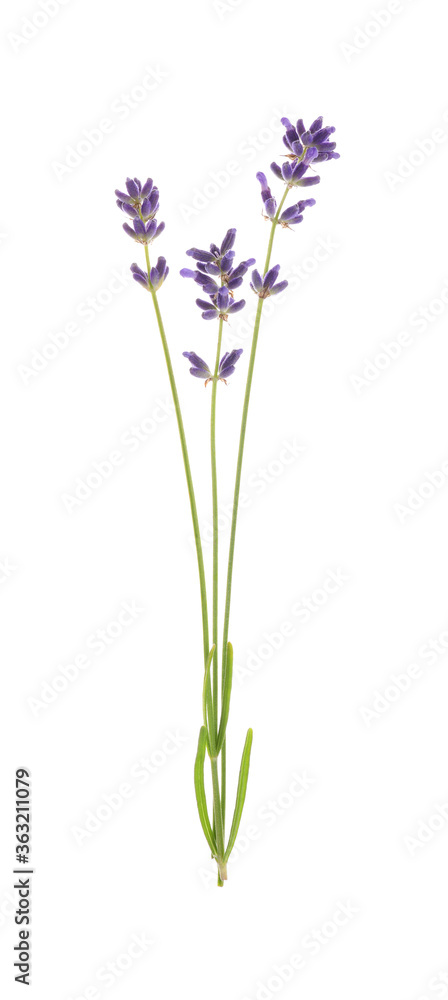 Naklejka premium Beautiful fresh lavender flowers isolated on white