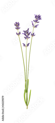 Fototapeta Naklejka Na Ścianę i Meble -  Beautiful fresh lavender flowers isolated on white