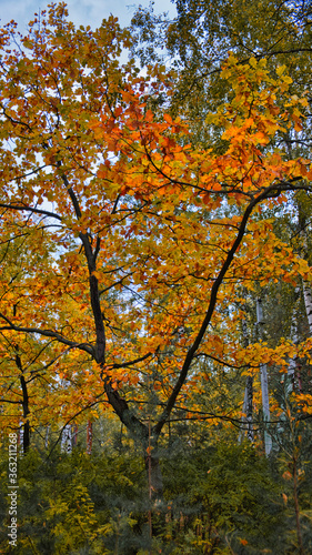 Bright yellow orange maple leaves against the blue sky © Kirill