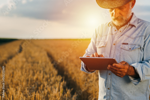 farmer using tablet computer outdoor in wheat field