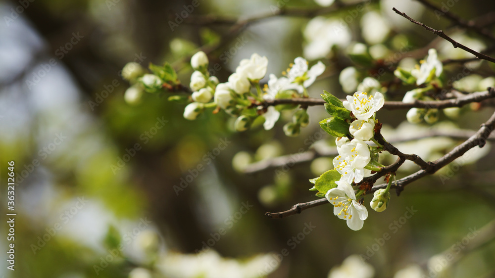 white cherry blossoms on a branch white cherry blossoms on a branch