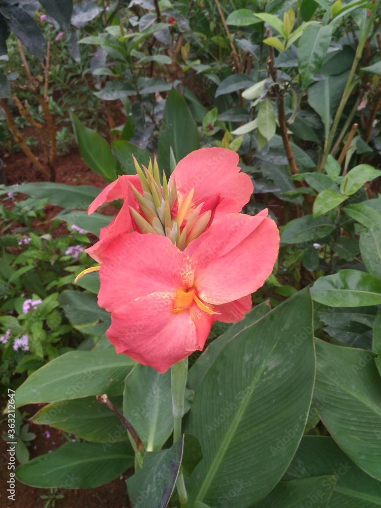 Pink color Canna lily flower