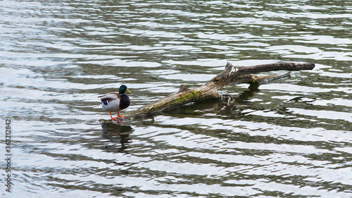 male duck sitting on a snag 