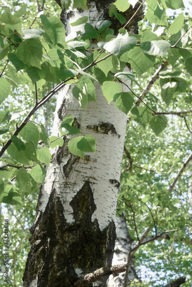 Naklejka premium closeup birch tree in a forest, natural background