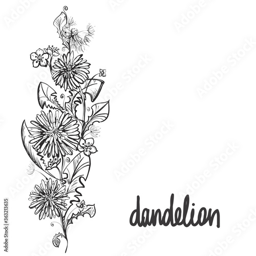 Detailed hand drawn black and white illustration plant dandelion, flowers. sketch. Vector. Elements in graphic style label, card, sticker, menu, package.