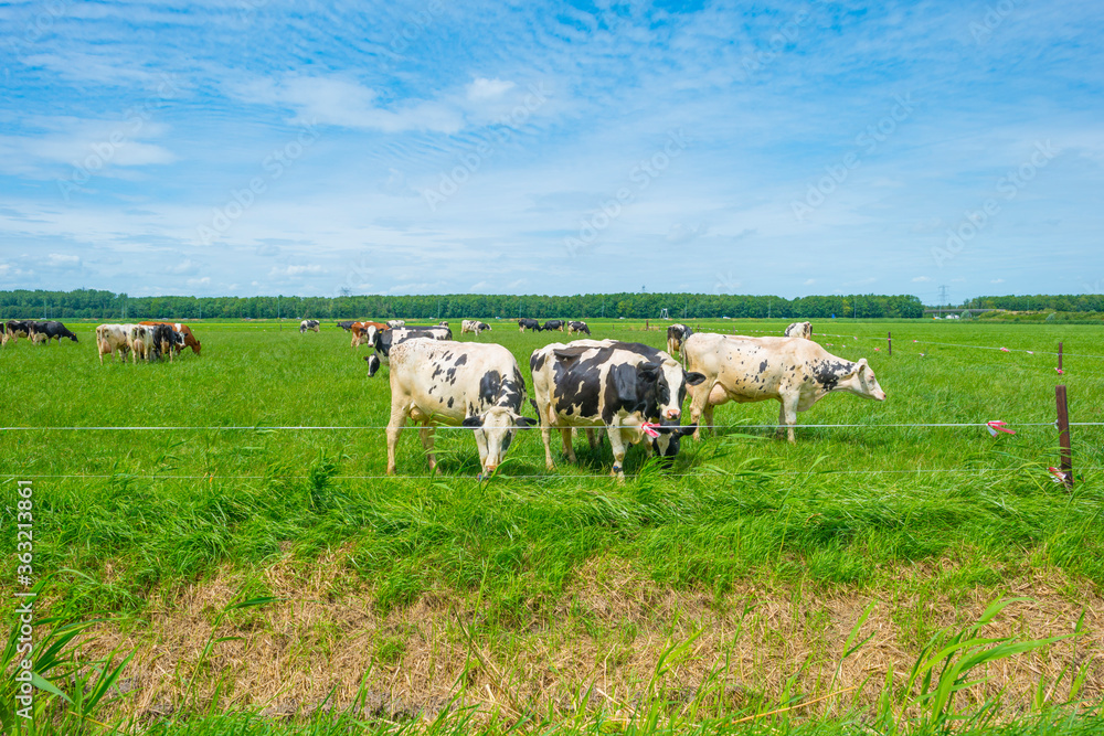 Herd of milch cows in a green grassy pasture below a blue cloudy sky in sunlight in summer