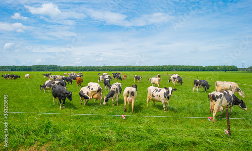 Bilde på lerret Herd of milch cows in a green grassy pasture below a blue cloudy sky in sunlight