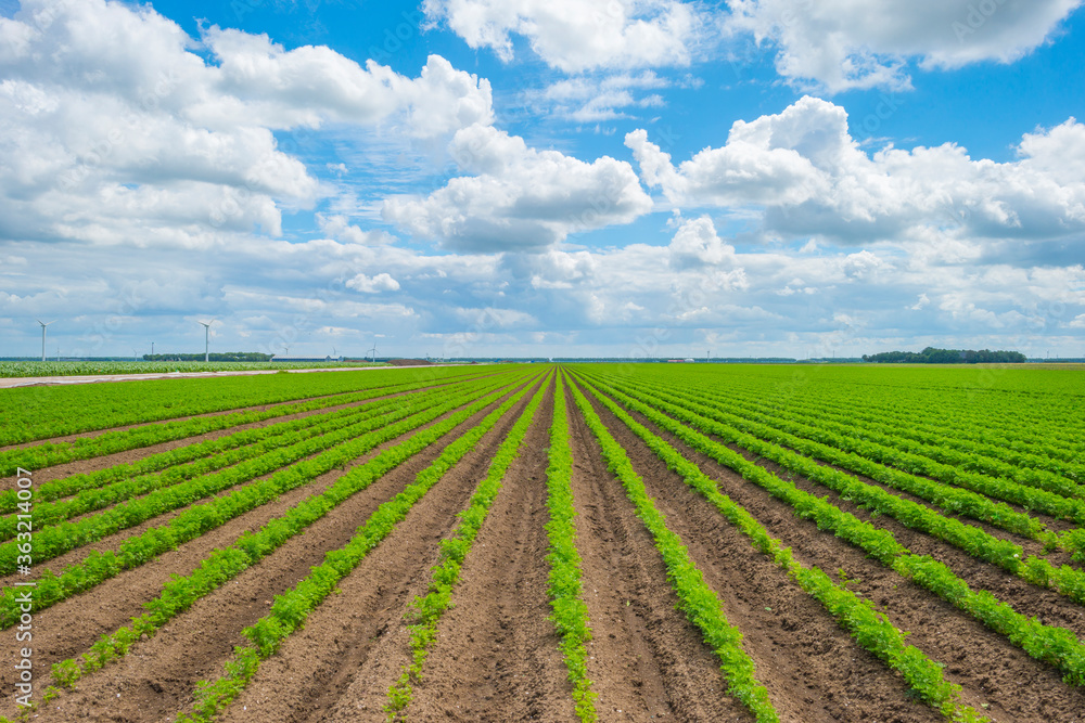 Field with vegetables below a blue cloudy sky in sunlight in summer