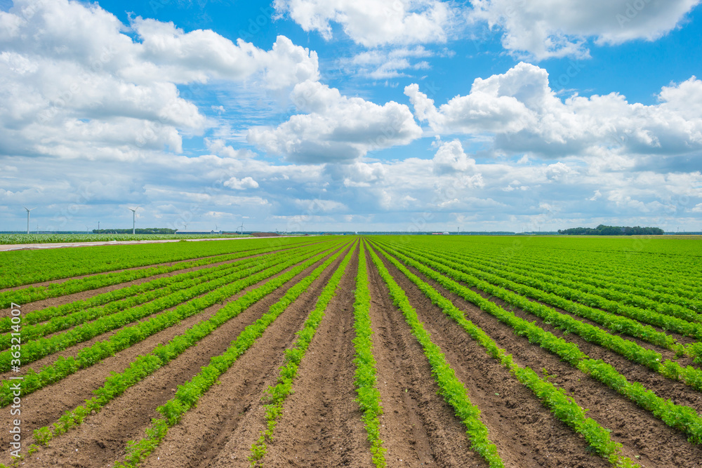 Field with vegetables below a blue cloudy sky in sunlight in summer Field with vegetables below a blue cloudy sky in sunlight in summer