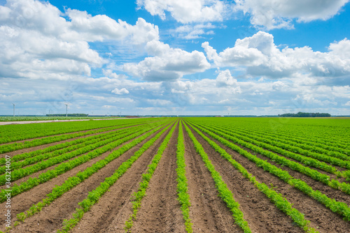 Field with vegetables below a blue cloudy sky in sunlight in summer