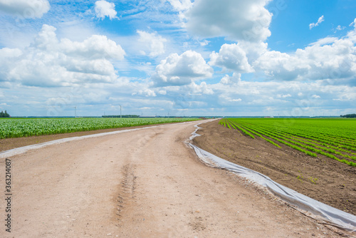 Road under construction in a field with vegetables below a blue cloudy sky in sunlight in summer